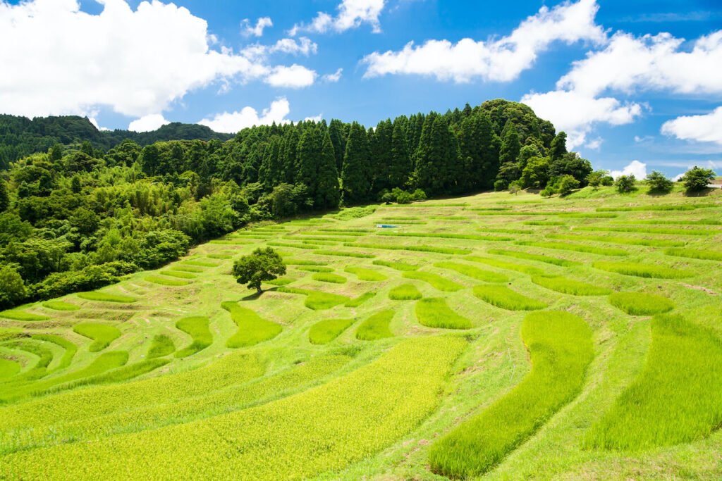🌾 오오야마 계단식 논(오오야마 센마이다) 이미지 3